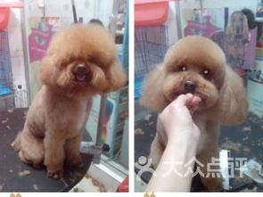 武汉宠物爆料事件最新,真相与争议交织的宠物生存现状探讨