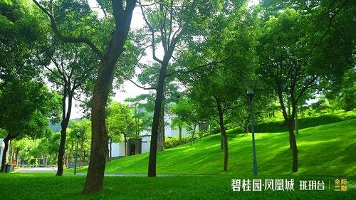 中山碧桂园爆料最新消息,揭秘项目进展与未来规划