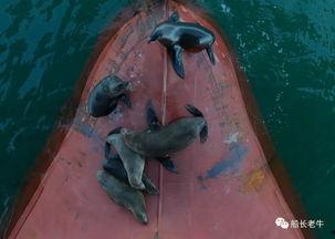 海狗最新爆料视频,揭秘娱乐圈不为人知的秘密